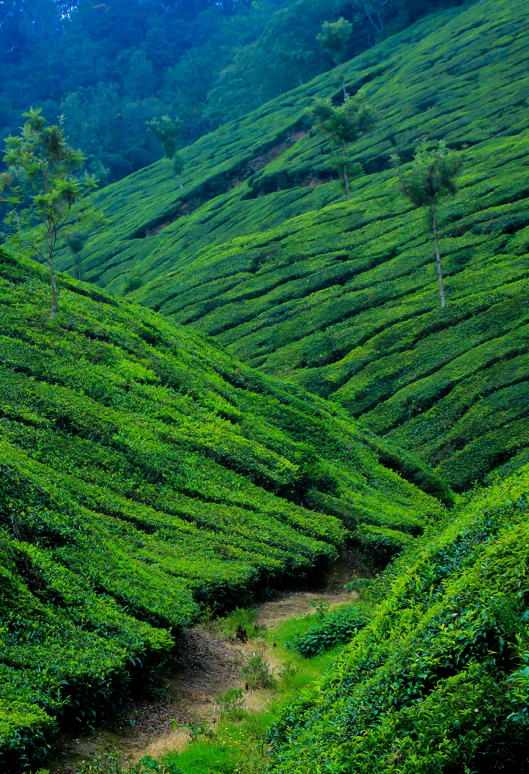 Know Your Tea: Black, White, Green & Beyond
